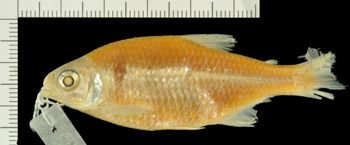 Media type: image;   Ichthyology 100444